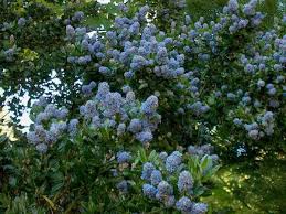 We did not find results for: How To Grow Ceanothus California Lilac Dengarden