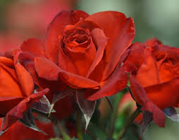 Maybe you would like to learn more about one of these? Hot Cocoa Rose Red Floribunda Rose