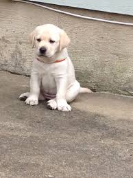Pin By Animallover101 On Yellow Lab Puppies Dogs Puppies And Kitties Lab Puppies