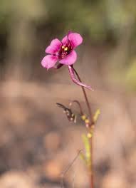 Image result for Fagaropsis