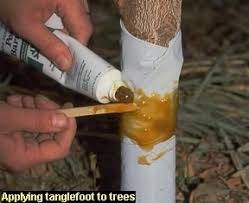 Prune or remove fruit tree limbs close to overhead wires or buildings, eliminating super highways for squirrels and rats. Managing Ants On Trees And Shrubs Organic Fruit Trees Trees And Shrubs Shrubs