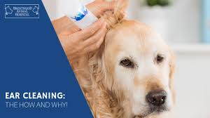 Liberally apply the solution into each ear and then massage the bottom of the ears for about 30 seconds. Ear Cleaning For Puppies Veterinarians Brentwood Brentwood Animal Hospital