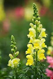 Bright Yellow Snapdragon Flowers Yellow Flowers Plants