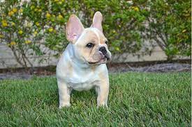 French Bulldog Dog Breed Information