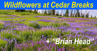 Maybe you would like to learn more about one of these? Cedar Breaks Wildflowers Stunning Brian Head Overlook Roads Less Traveled