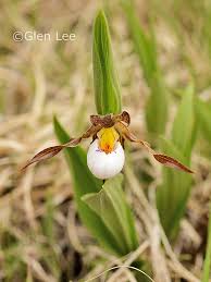 Justification de la désignation : Cypripedium Candidum Photos Saskatchewan Wildflowers