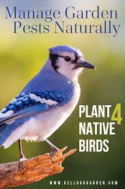 Implementing above pest control advertisement strategies, when you attract website visitors, think to convert them into leads. Native Birds For Organic Termite Pest Control Garden Pests Pests Organic Pesticide