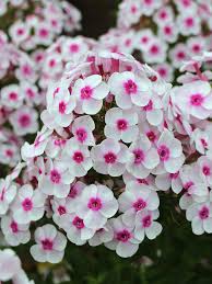 Some gardeners deadhead phlox flowers to confine the spread of the plant. Phlox Cherry Cream Bluestone Perennials