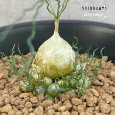 Image result for Bulbophyllum unifoliatum