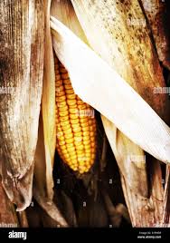 Johnson Taber Corn & Potatoes - 🌽Taber Corn Lovers🌽 Starting This Weekend  An All Yellow Super Sweet That Packs A Punch Nicknamed 🌽🐝 Honeycomb 🐝🌽  Will Be Hitting The Streets! Limited Supply!!