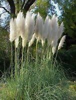 I have seen this species in locations from the great smokies national park (tennessee) to killarney. Tsuga Canadensis Hussi Hemlocktanne Hussi Ebay