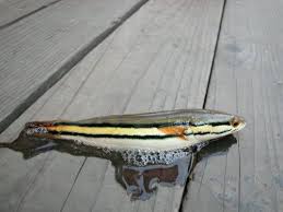 Alternative name for 烏鱧／乌鳢 (wūlǐ, northern snakehead (channa argus)). é±§é­šåœ–ç°¡ä»‹ å¯µç‰©ä¸–ç•Œ Sogoè«–å£‡