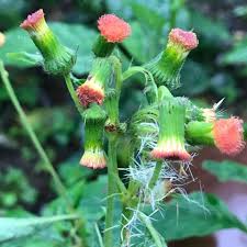 Image result for Crassocephalum radiatum