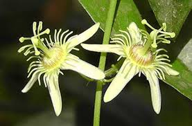Image result for Passiflora suberosa