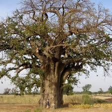 Image result for Adansonia digitata