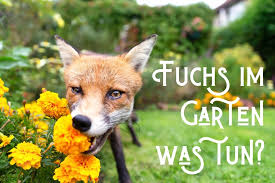 Gerade im sommer kann es vorkommen, das du plötzlich einen bienenschwarm in deinem garten findest. Fuchs Im Garten Wie Reagiert Man Richtig