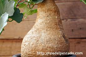 Image result for Kedrostis nana