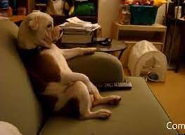 15 comic strips that reveal what animals think about. Amimals Acting Human English Comp Blog