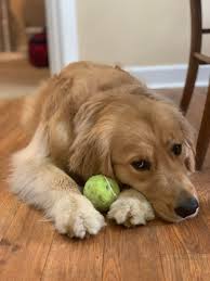 Golden retrievers are one of the most pure things on earth. Eevee My 1 5 Year Old Golden Retriever Makes This Face When She Wants Me To Throw The Ball For Her Aww