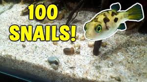 Cheap decorations, buy quality home & garden directly from china suppliers:aquarium fish tank puffer fish aquarium artificial puffer fish tank decor glowing effect man made fish 1pcs enjoy ✓. Feeding 100 Snails To Mini Puffer Fish Tank Youtube