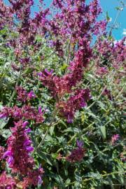 Image result for Endostemon tereticaulis