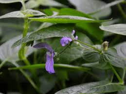 Image result for Brillantaisia madagascariensis