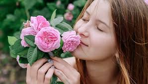 Damaskuse roos nahale iluks ja südamele rõõmuks : Biobutiik