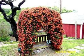 Image result for Bignonia capreolata