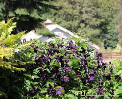 All of the bulb plants bloom in the spring and some begin earlier. Dreaming Of Spring Summer Clematis Romantika Loves The Sun And Warmth Mailorder Www Clematis Com Almost Black Clematis Clematis Vine Plants