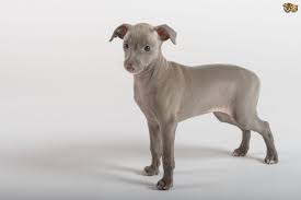 Are well socialized and have… Owning An Italian Greyhound Pets4homes