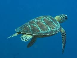 Marine Turtles Characteristics Key To The 7 Marine Species Ecology Habitat And Range Behavior
