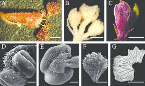 Image result for Tinnea zambesiaca