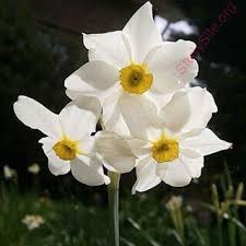 English To Arabic Dictionary Meaning Of Narcissus In Arabic Is نرجس عاشق ذاته النرجس