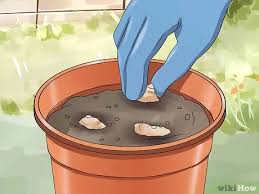 In a week or two you'll see the leaves of the ginger plant emerge. How To Grow A Ginger Plant 13 Steps With Pictures Wikihow