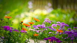 We did not find results for: Photography Colorful Dahlia Flowers Photo Wallpaper Hd Free Photoshoot Carta Da Parati A Fiori Bellissimi Fiori Giardino