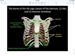 It discusses the specific anatomy of the ribs and costal cartilages, along with the sternum. Intro To Anatomy Of Chest Abdomen Brown Flashcards Quizlet