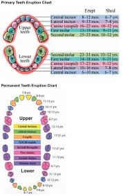 Primary And Permanent Teeth Eruption Charts Dental Hygiene