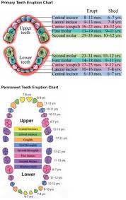 primary and permanent teeth eruption charts schooool