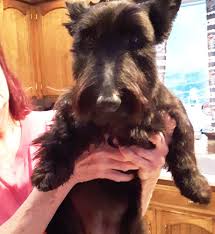 Image result for scottish terrier
