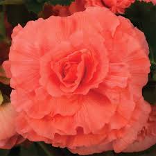 Image result for Begonia ampla