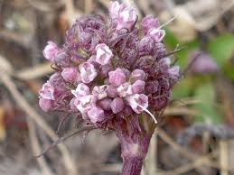 Image result for Valerianaceae