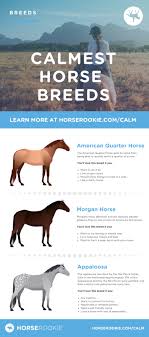 Accurate identification of a horse's color is the key ingredient in understanding the genetic basis of color. Keep Calm Ride On Meet The 5 Calmest Horse Breeds