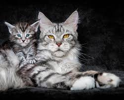 Their bright green or amber eyes are oversized for their face, adding to their alert and expressive nature. Wallpaper Yellow Eyes Cat Blue Eyes Kitten 1920x1200 Hd Picture Image