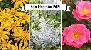 Inject color into that dark spot in the yard with these nice shade plants for zones 4 to 8. New Plants For 2021 Gardens Eye Catching Annuals And Perennials