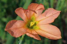 Image result for Moraea verdickii