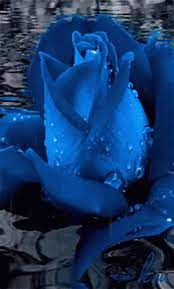 Share the best gifs now >>>. Blue Rose Gif Blue Rose Discover Share Gifs Beautiful Rose Flowers Flower Wallpaper Rainbow Roses