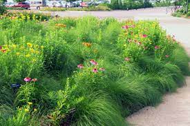 Capitol grounds, the martin luther king, jr. Ein Okologischer Garten Wildbienen