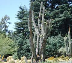 Image result for Cereus jamacaru