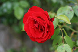 معلومات عن الورد البلدى انواع الورد البلدي حلوه خيال
