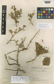 Image result for Fagonia isotricha